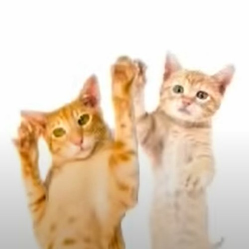 go kitty go