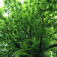 walking through a living dream