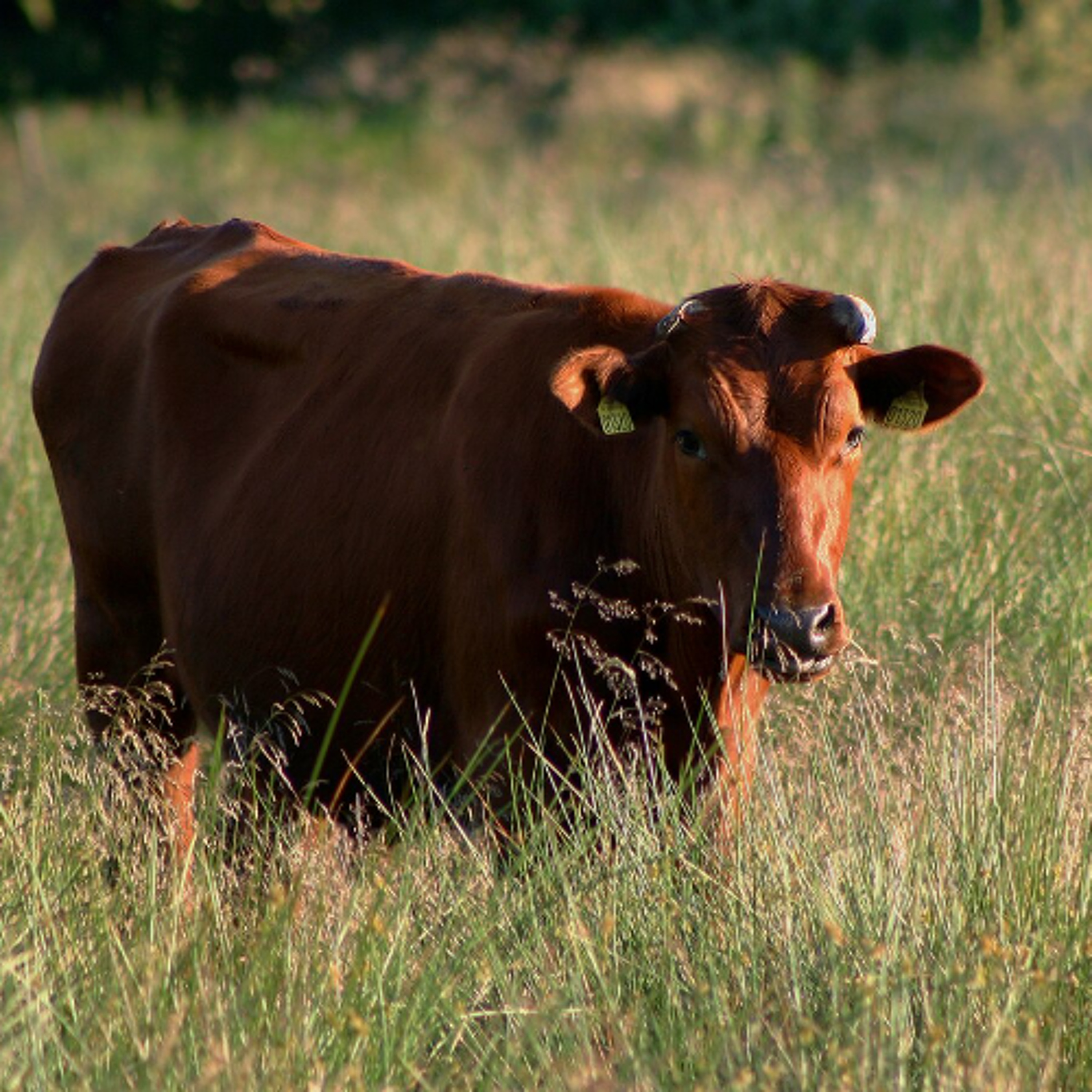 מועדים מפורים לפסח – מסע של חירות מהמוות. קריאה הגותית בתורה עד׳ בספר ליקוטי מוהר״ן לרבי נחמן מברסלב. מאמר לפרשת פרה