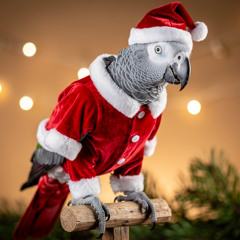 Santa Squeek Christmas