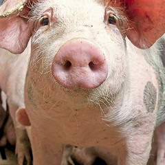 Buzz Ramsid  Mastschwein