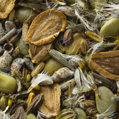 Seeds