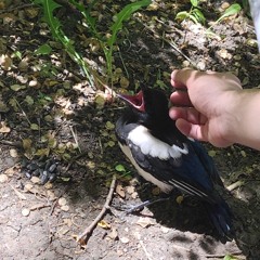 Sayfalse, DJZRX, Fyex - Bad Habit Funk - Sped Up