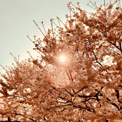 사랑의 요정(Celesta Bling Mix)