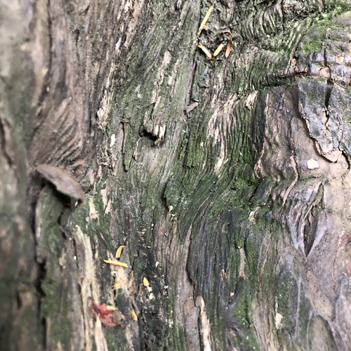 Natural Effect - Polobob (Master By JLT23)