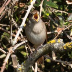 Nightingale calls