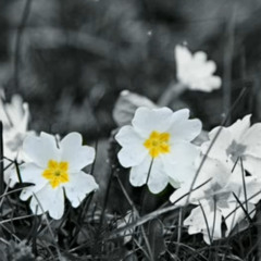 To the one, whom i love