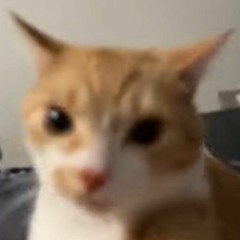 Coca cola guy x Don't film me cat DNB