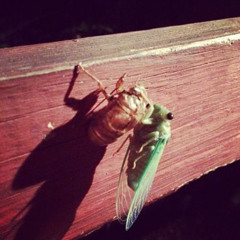 Cicada Mayday
