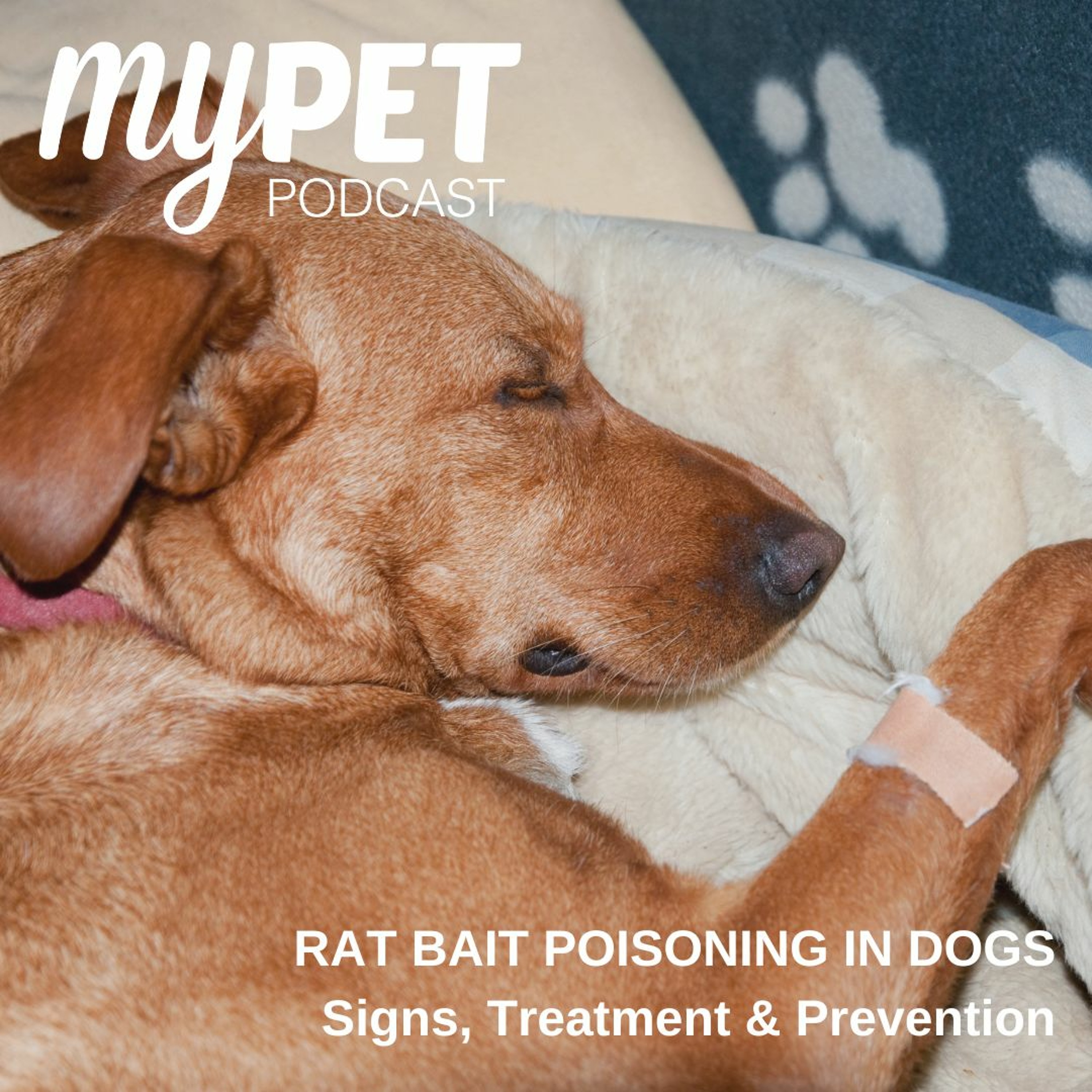 Rat Bait Poisoning In Dogs; the signs, treatment and prevention episode artwork