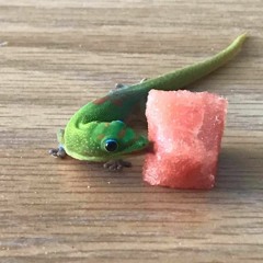 serenade 4 chopped chives & peafy greens