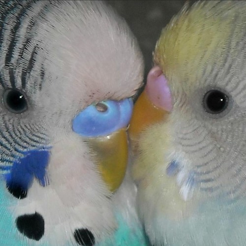 exotic luv (prod. p3tro x bleaky)