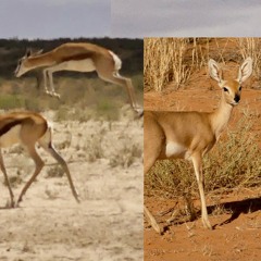 Desert Dance-Springbok & Steenbok