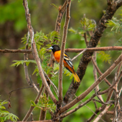 Baltimore Oriole Sings Gently in the Pine Barrens Soundscape