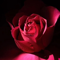 scarlet tears