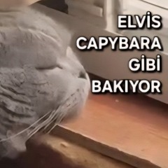 ELVIS CAPYBARA GİBİ BAKIYOR