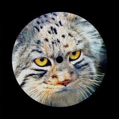 WYVERN - PALLAS (BØRIS VIP) Clip