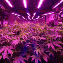 what the money brings