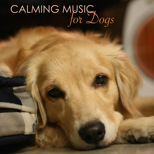 Music that makes dogs hot sale happy