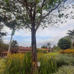 01.10.2025 - Cap. XXIV - Não Coloqueis a Candeia Sob o Alqueire (10)