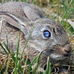 What The Bunny Fears The Squirrel
