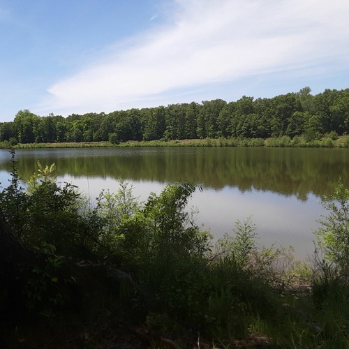 Forest Lake Guitar Jam Listen to music