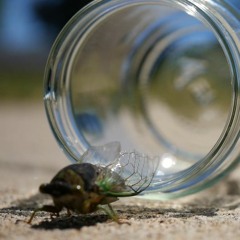 "Ivy" Voice & Piano 2021