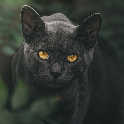Bruno B - BlackCat