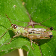 Night Insect Chorus - Florac, Cevennes, France
