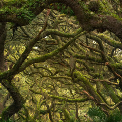 Madara Live - #Set01 / Release 2026