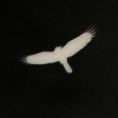 The Crow