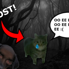 Lost Cat