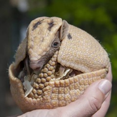 Armored Armadillo(Megaman X)