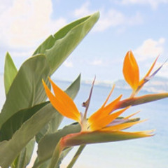 Summer Paradise mix