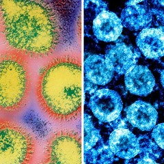 The March And Defeat Of Coronavirus 19
