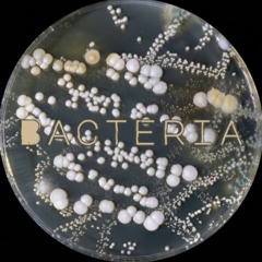 Bacteria