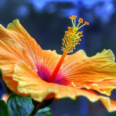 Kesh Plaeliest(- -) O Shen - Island Jewel