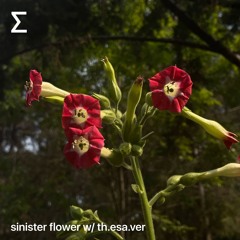 sinister flower w/ th.esa.ver
