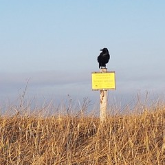 Steven Wilson - Personal Shopper (Harald Plontke Remix)