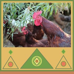 Chickens In The Pig Pen