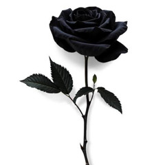 Future Self “pre drop”