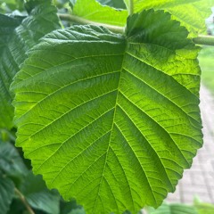 Kofikokolofofi