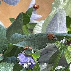 Garden Lullabies