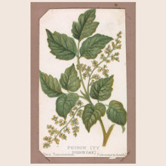 Poison Ivy