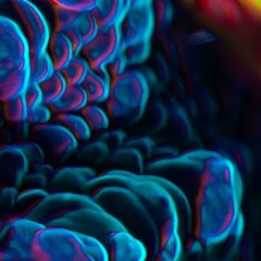 Rave Shake