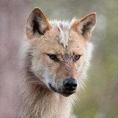Howling and barking wolf, Canis lupus. Skällande och ylande varg.Raw File