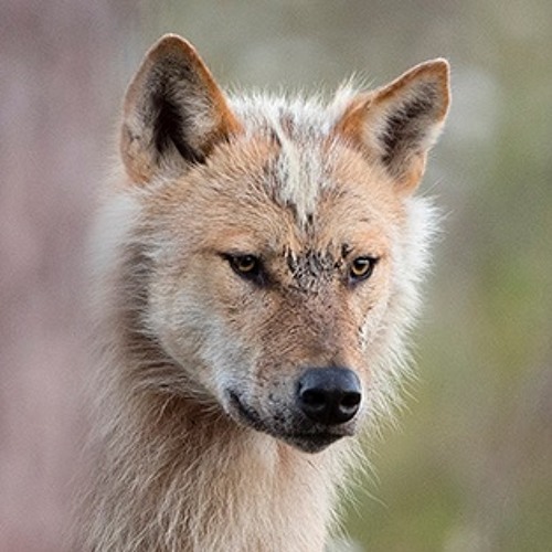 Howling and barking wolf, Canis lupus. Skällande och ylande varg.Raw File