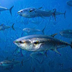 Variegated Tuna Selekts (tvHMFRBv2)