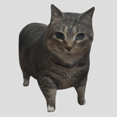 Kontrakt - Funny Cat