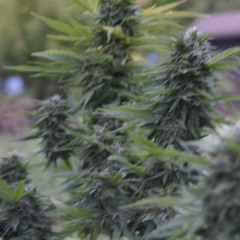 This ain't what you want